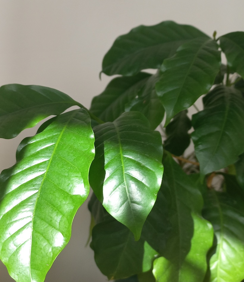 "Kávovník arabský"