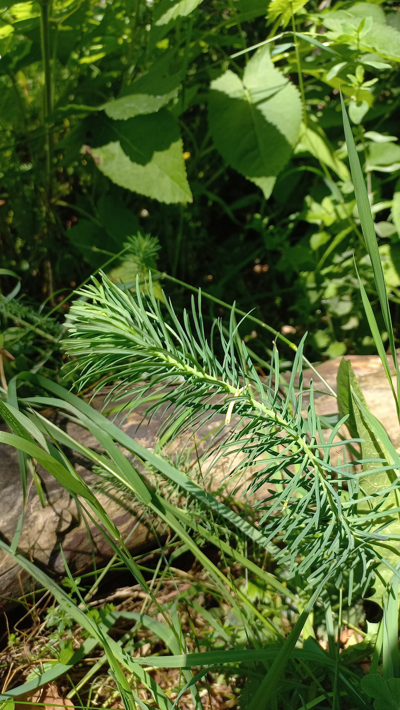 Mliečnik chvojkový