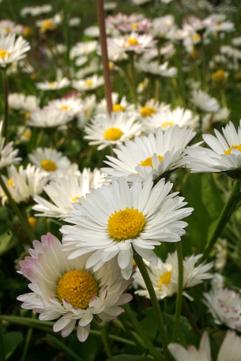 Sedmokráska obyčjaná