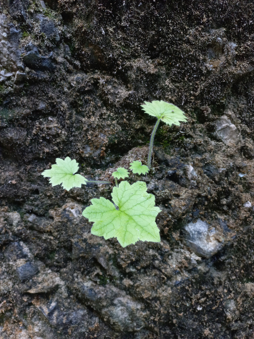 Mitrovka veľkokvetá