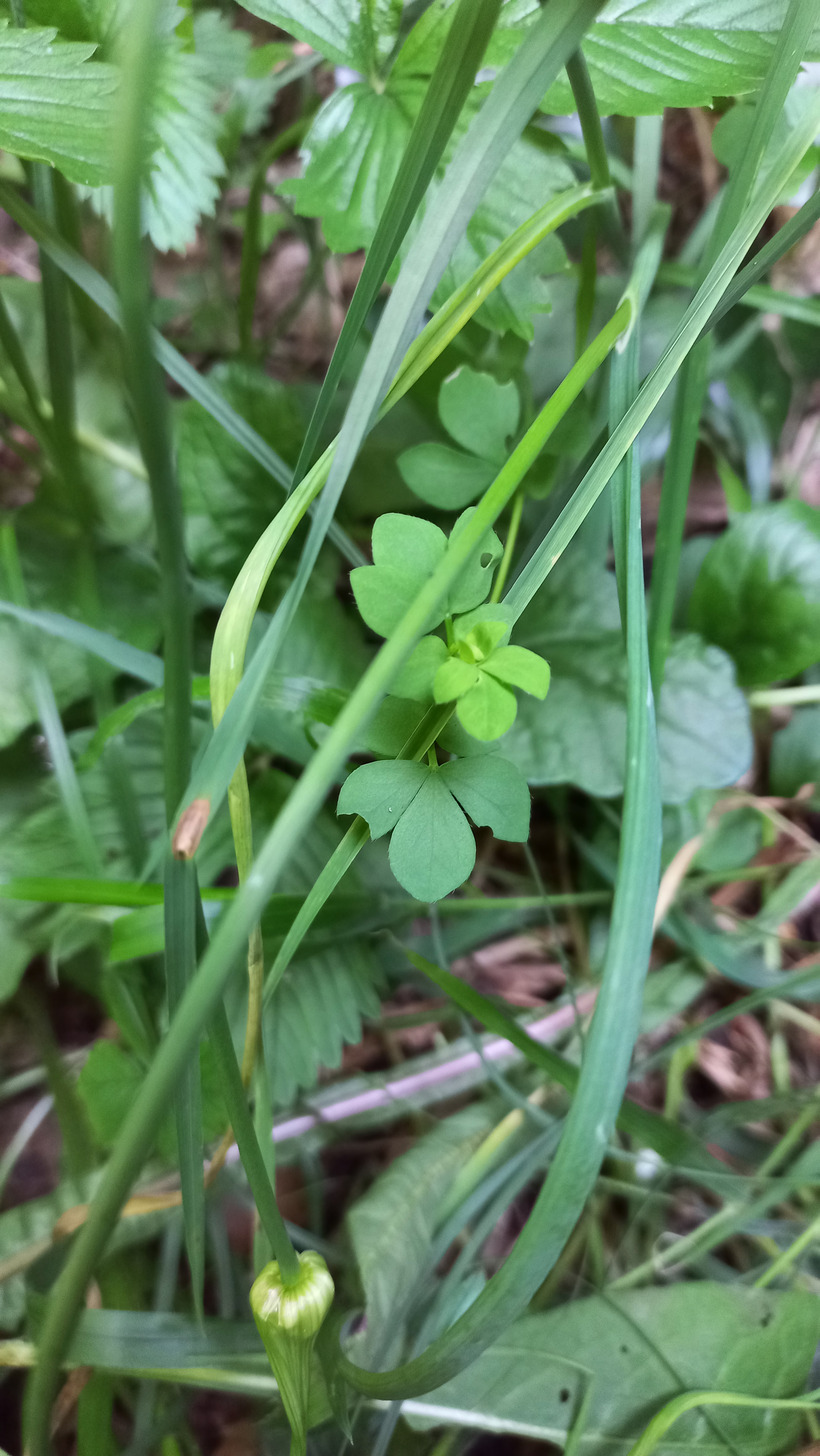 "Štírovník bažinný"