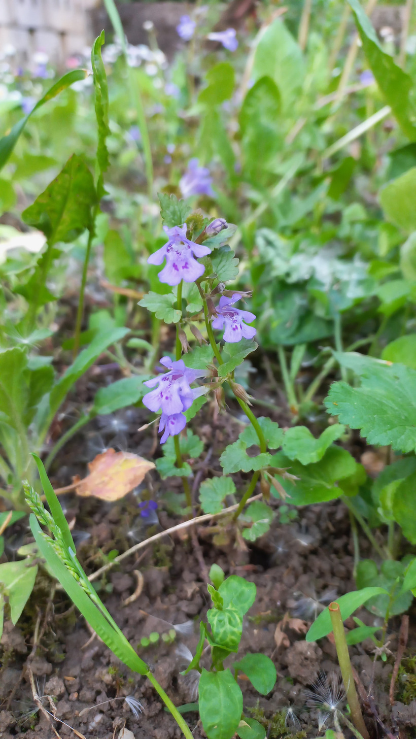 Zádušník brečtanovitý