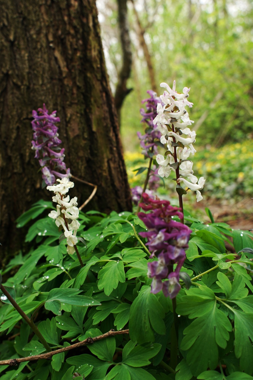 Chochlačka dutá - kvety