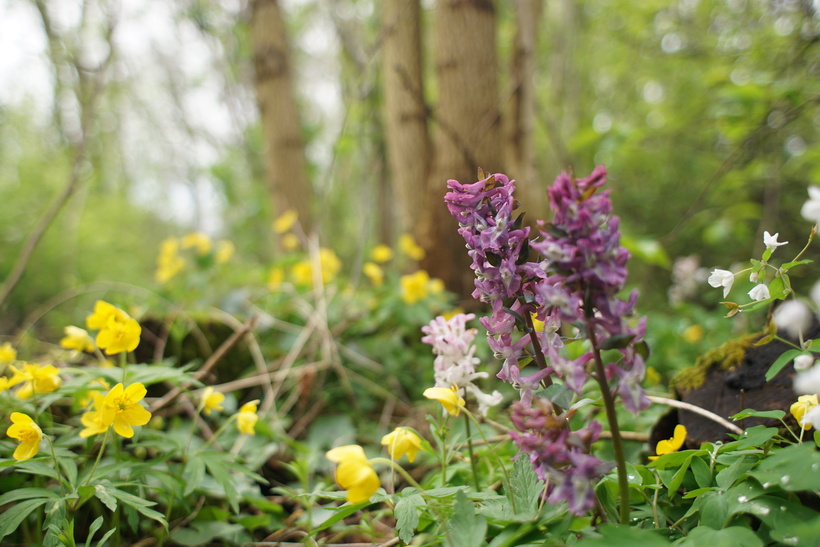 Chochlačka dutá - prostredie