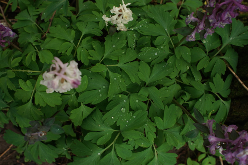 Chochlačka dutá - listy