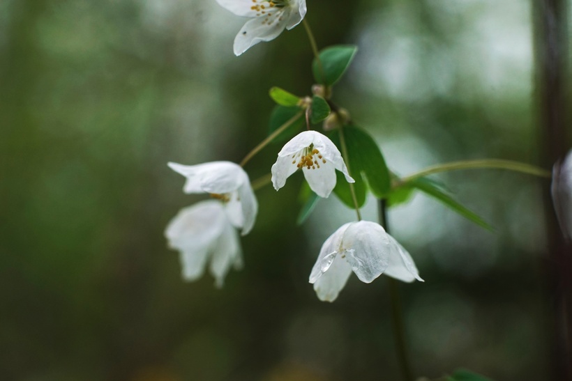 Veterník žltuškovitý