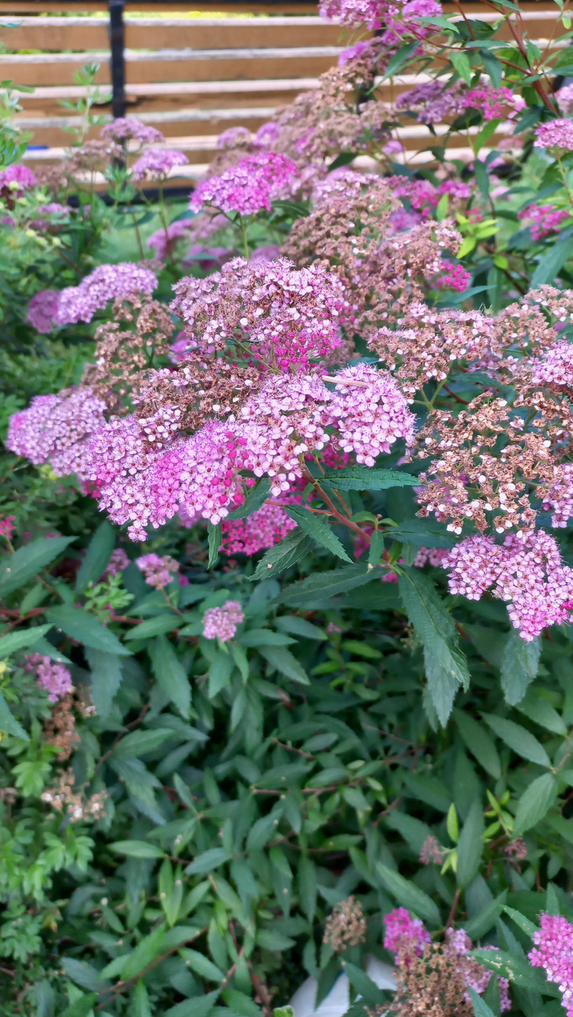 Tavoľník japonský