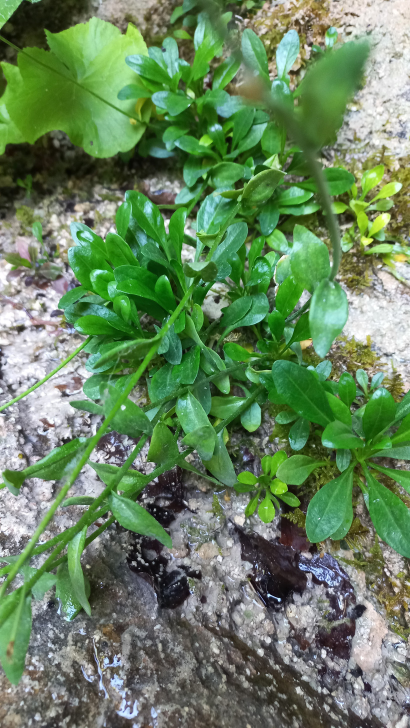 "Vápnička skalná"