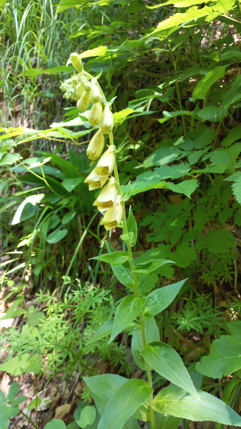 Náprstník veľkokvetý