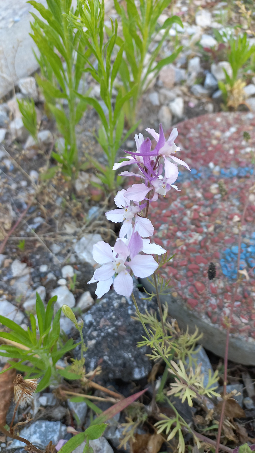 Ostrôžka záhradná