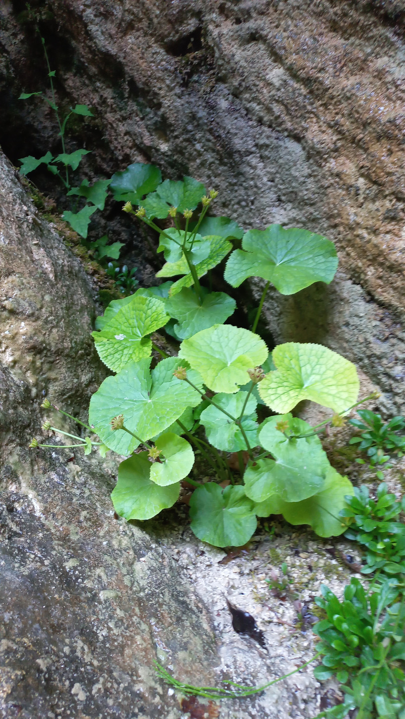 "Záružlie močiarne"