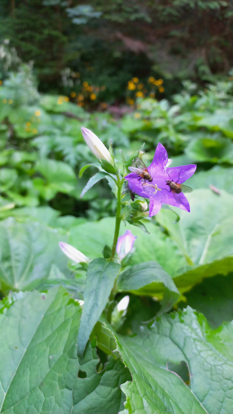 Zvonček pŕhľavolistý