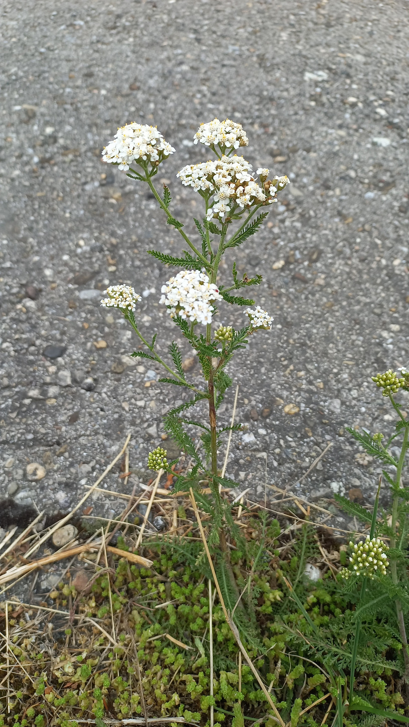 Rebríček vznešený