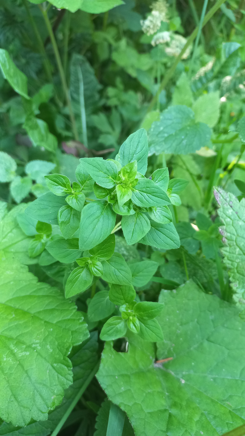 Pamajorán obyčajný