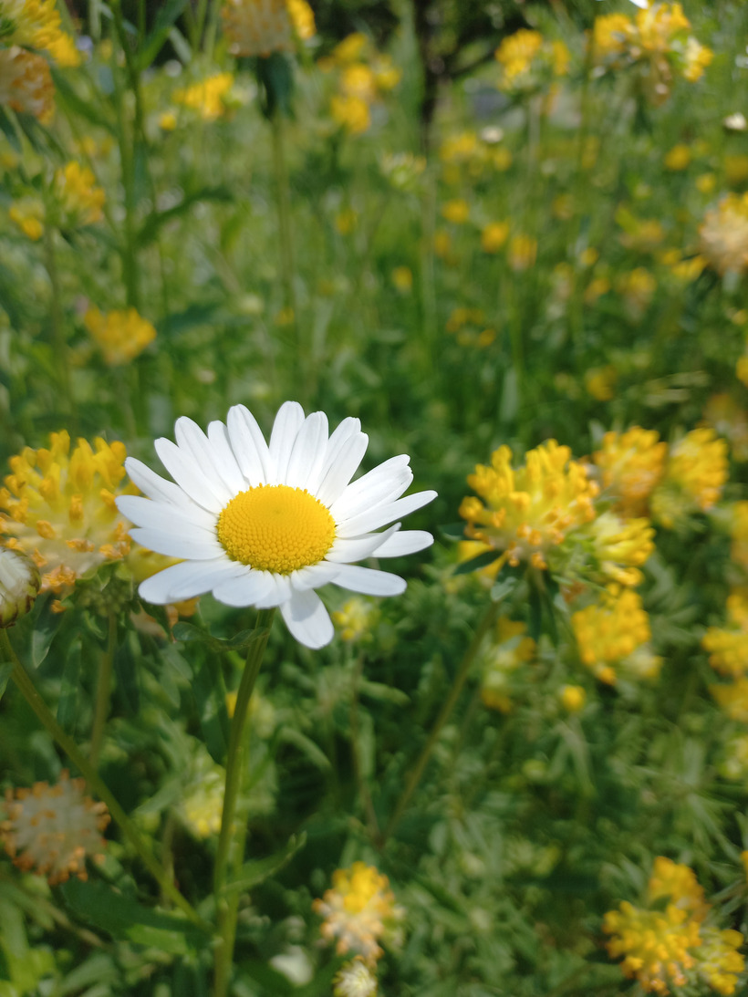 Margarétka obyčajná