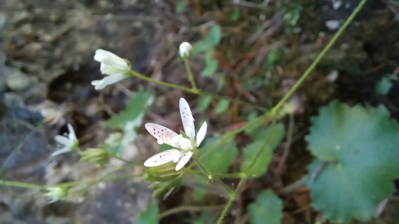 Lomikameň okrúhlolistý