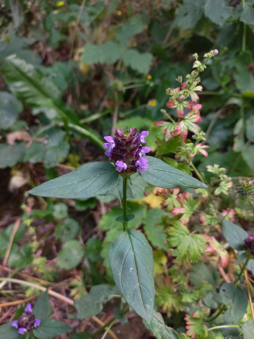 Čiernohlávok obyčajný