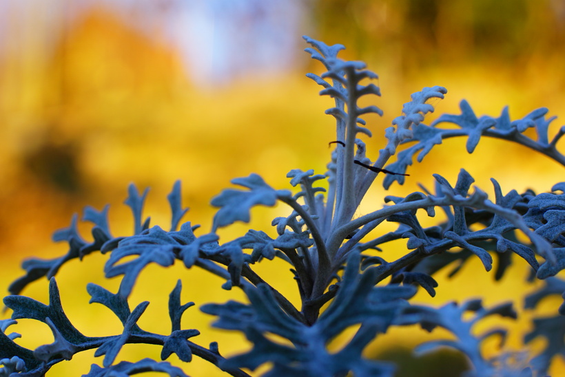 Starček prímorský