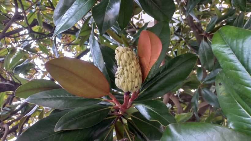 Magnólia veľkokvetá