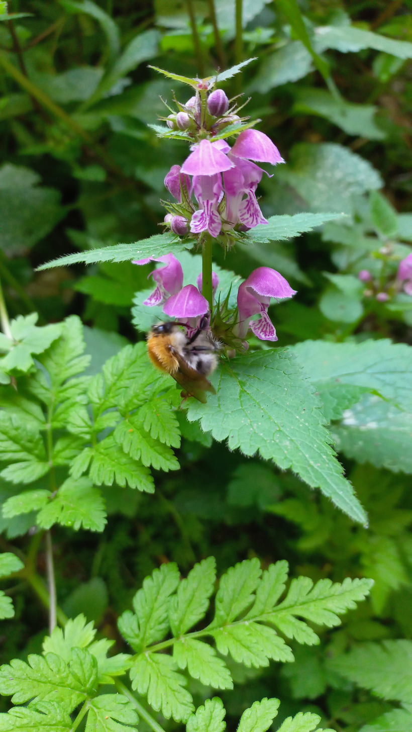Hluchavka škvrnitá