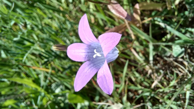 Zvonček konáristý