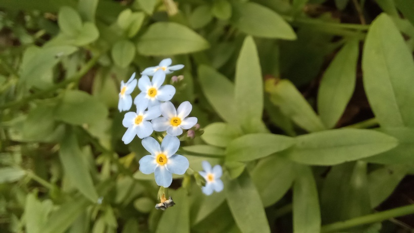 Nezábudka močiarna
