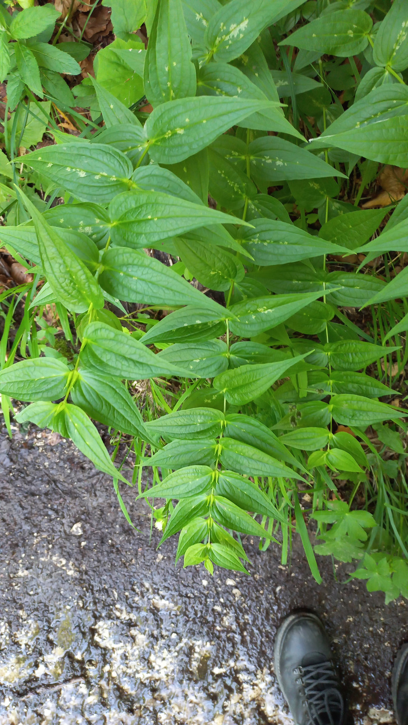 Horec luskáčovitý