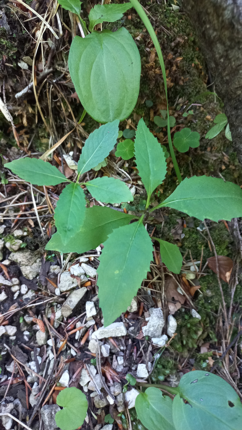 Starček vajcovitolistý